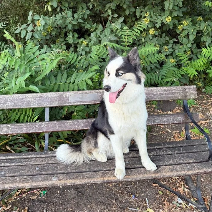 Kuro sitting on a park bench, tongue out