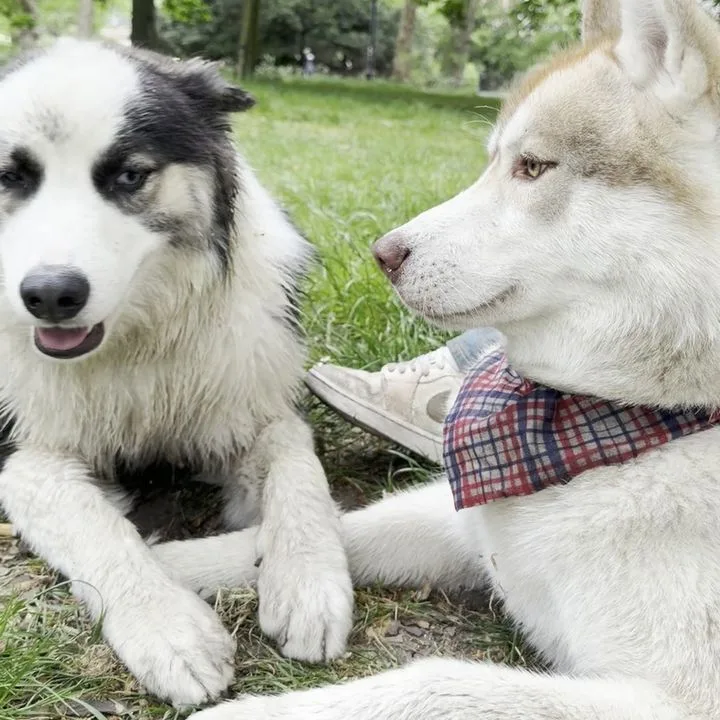 Kuro lying nose to nose with another dog in the park
