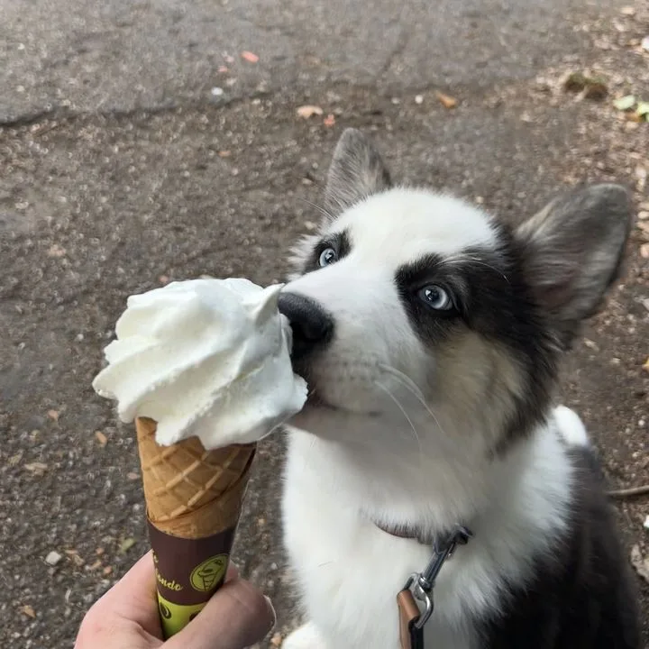 Kuro licking a whipped ice cream cone