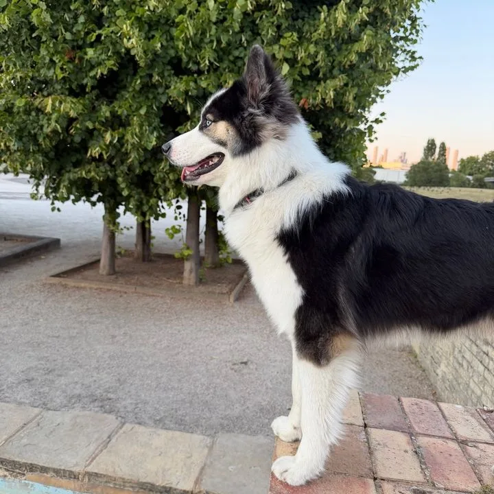 Kuro standing proudly on a park wall