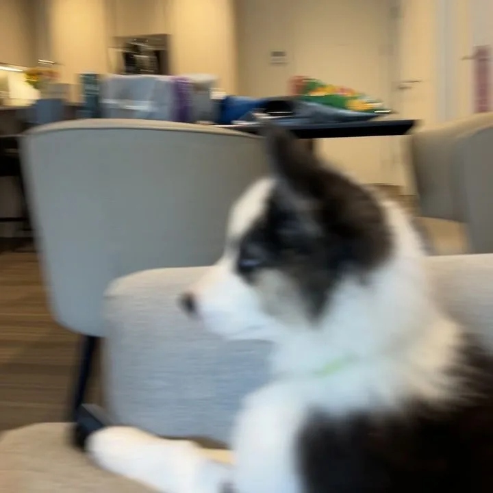 Kuro as a puppy, perched on the sofa