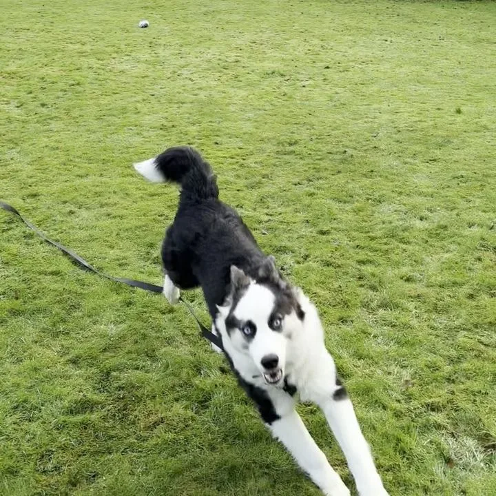 Kuro bounding across a field on a long lead